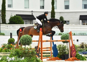 Bay 16.3hh Mare for Lease