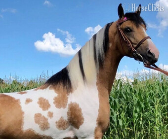 "Brenda " Brown Mare Quarter Horse