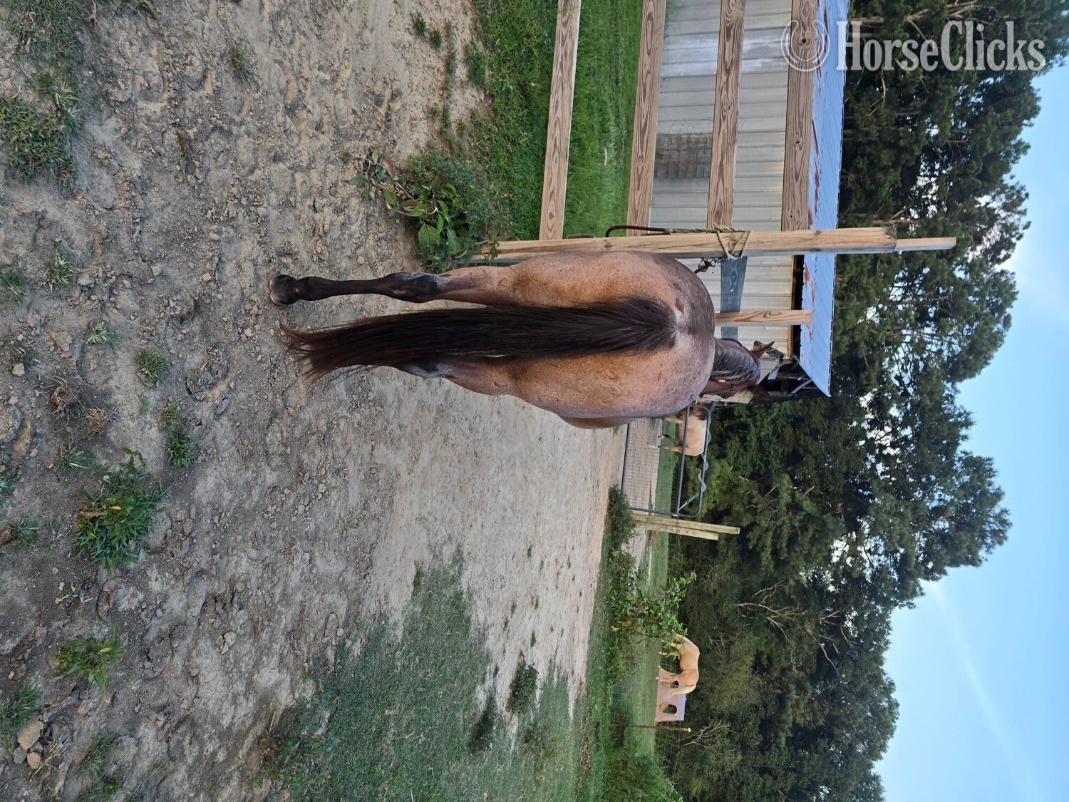 "Scarlett " Bay Roan Mare Quarter Horse