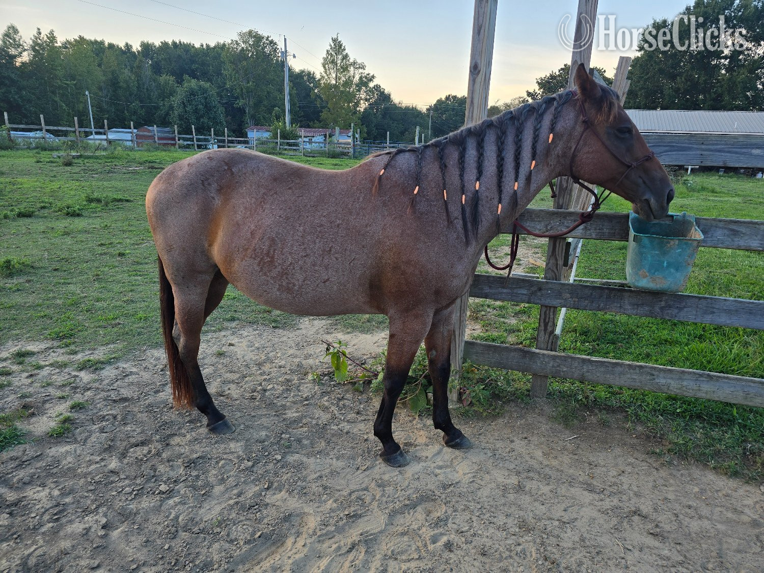 "Scarlett " Bay Roan Mare Quarter Horse in Alabama