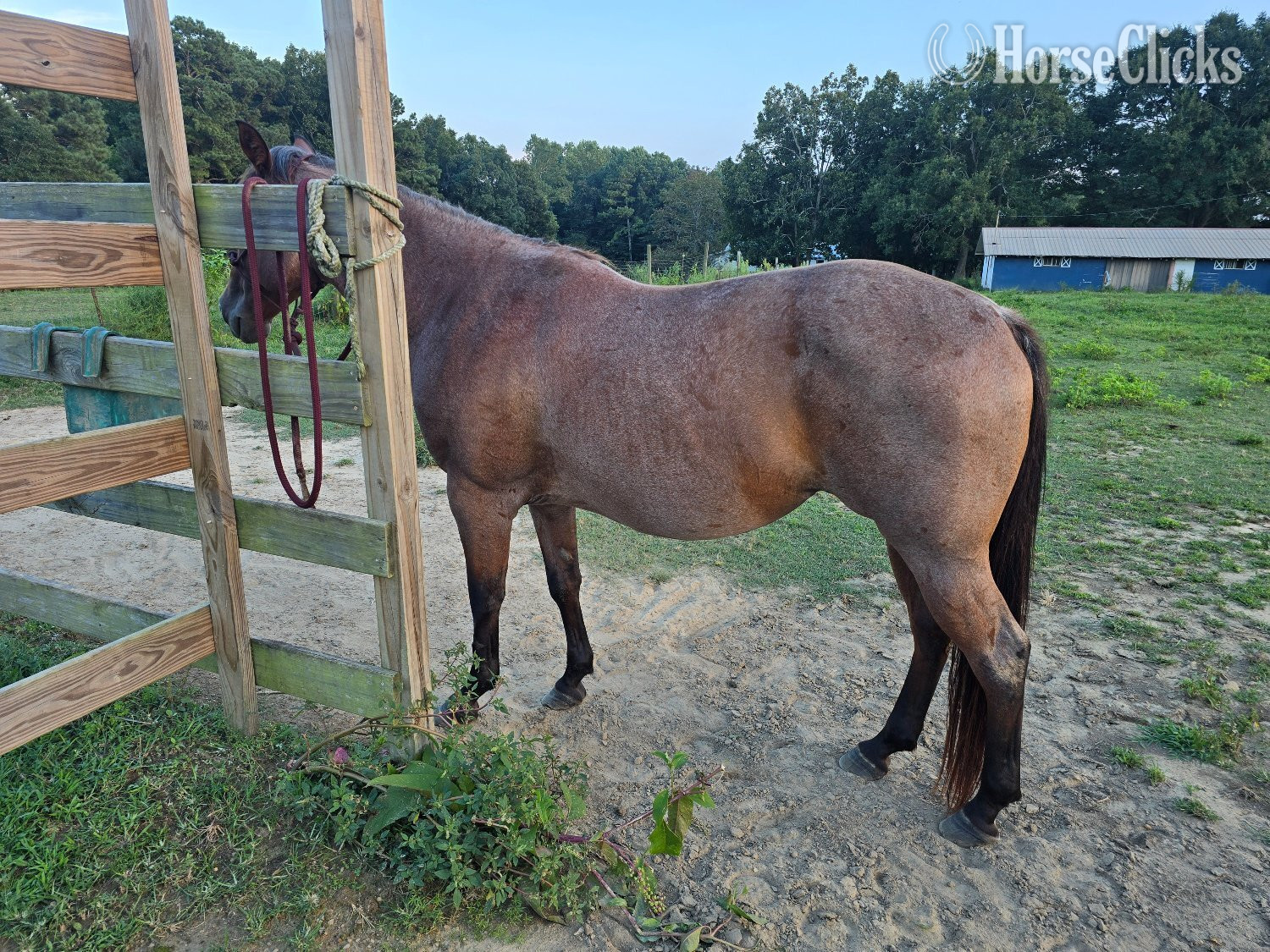 Alabama "Scarlett " Bay Roan Mare Quarter Horse
