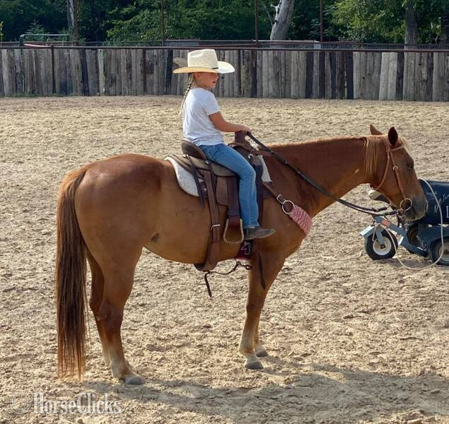 "Speedbump" Sorrel Gelding Quarter Horse in Texas