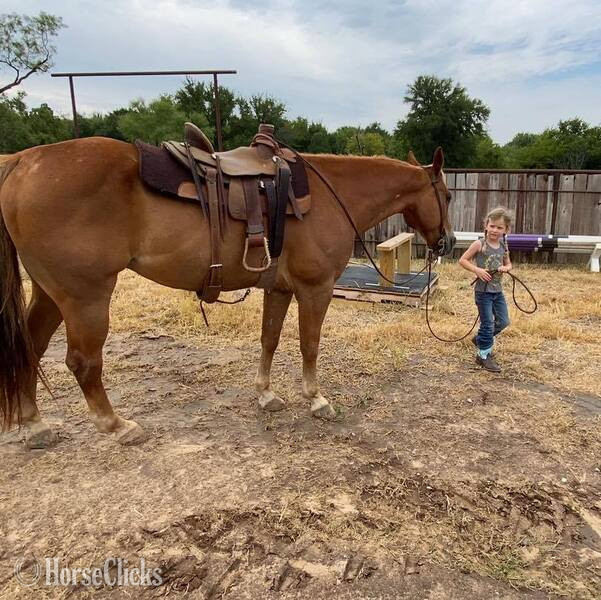 Texas "Speedbump" Sorrel Gelding Quarter Horse