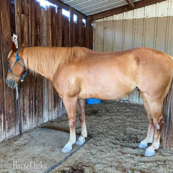 "Speedbump" Sorrel Gelding Quarter Horse - Quarter Horse in Texas