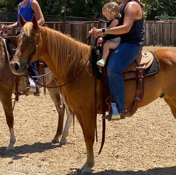 "Speedbump" Sorrel Gelding Quarter Horse Texas
