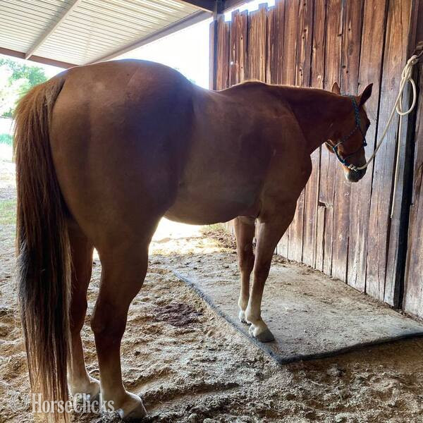 Quarter Horse - "Speedbump" Sorrel Gelding Quarter Horse in Texas