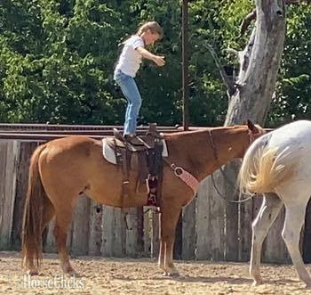 Quarter Horse - "Speedbump" Sorrel Gelding Quarter Horse