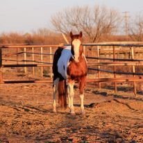 Sorrel 15hh Paint Stallion