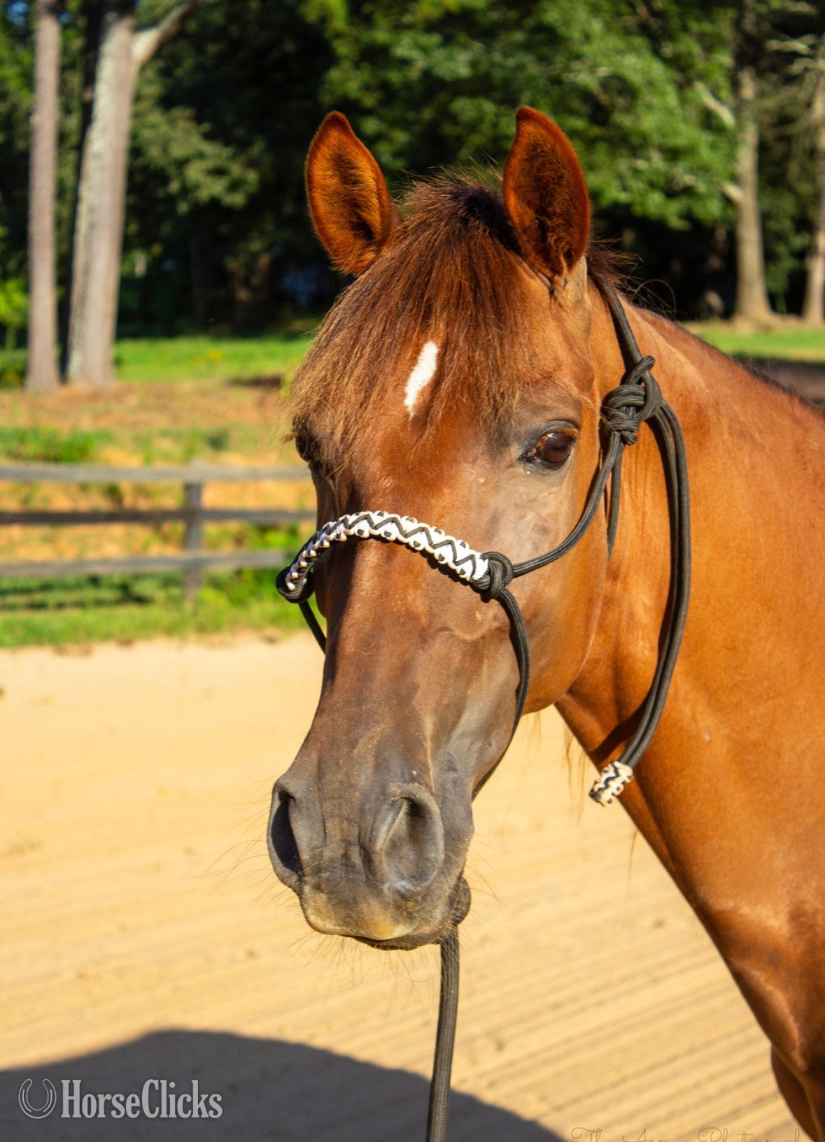 "J Cru" Sorrel Gelding Tennessee Walker in Georgia