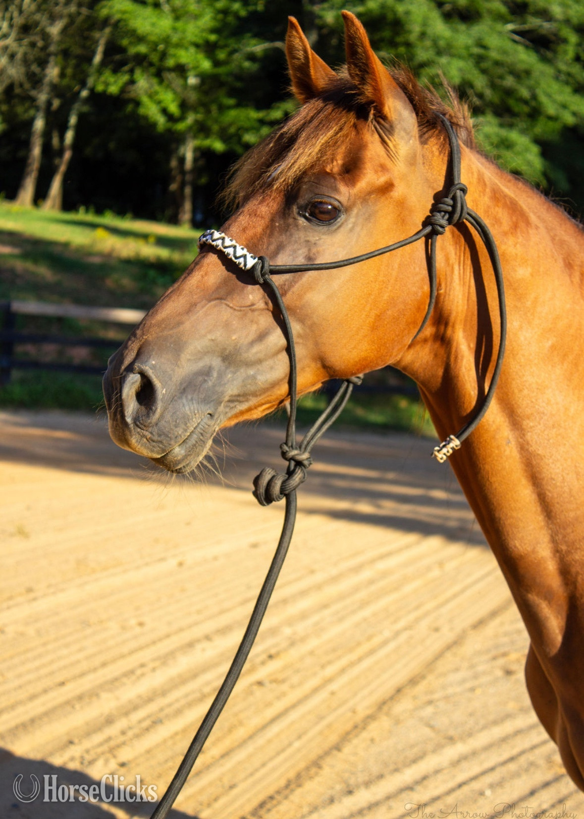 "J Cru" Sorrel Gelding Tennessee Walker