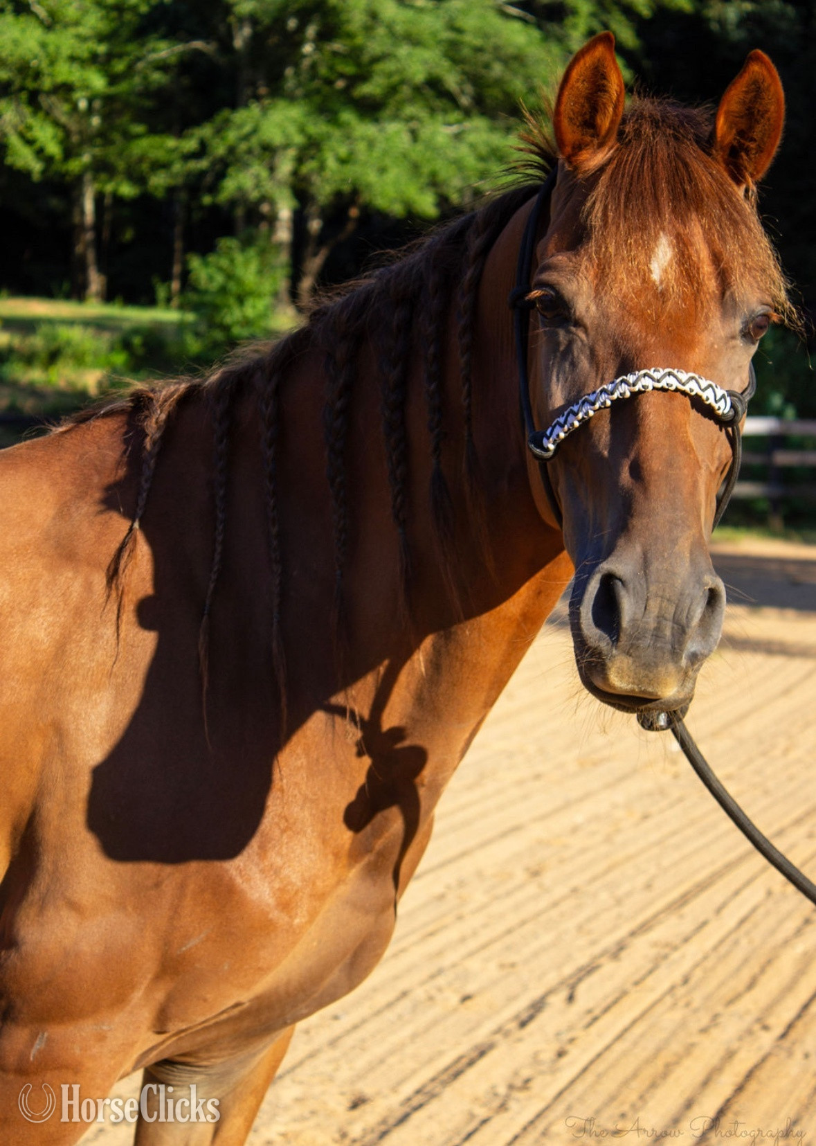 Georgia "J Cru" Sorrel Gelding Tennessee Walker