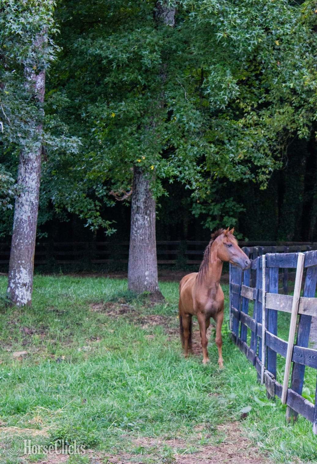 "J Cru" Sorrel Gelding Tennessee Walker - Tennessee Walker in Georgia