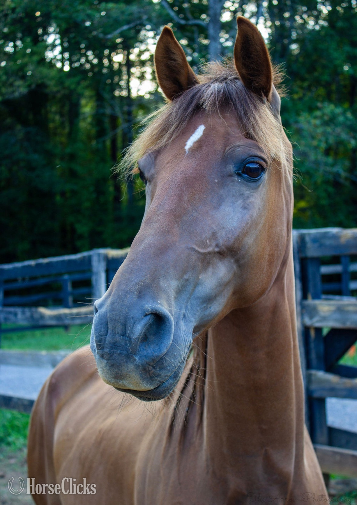 "J Cru" Sorrel Gelding Tennessee Walker - Tennessee Walker