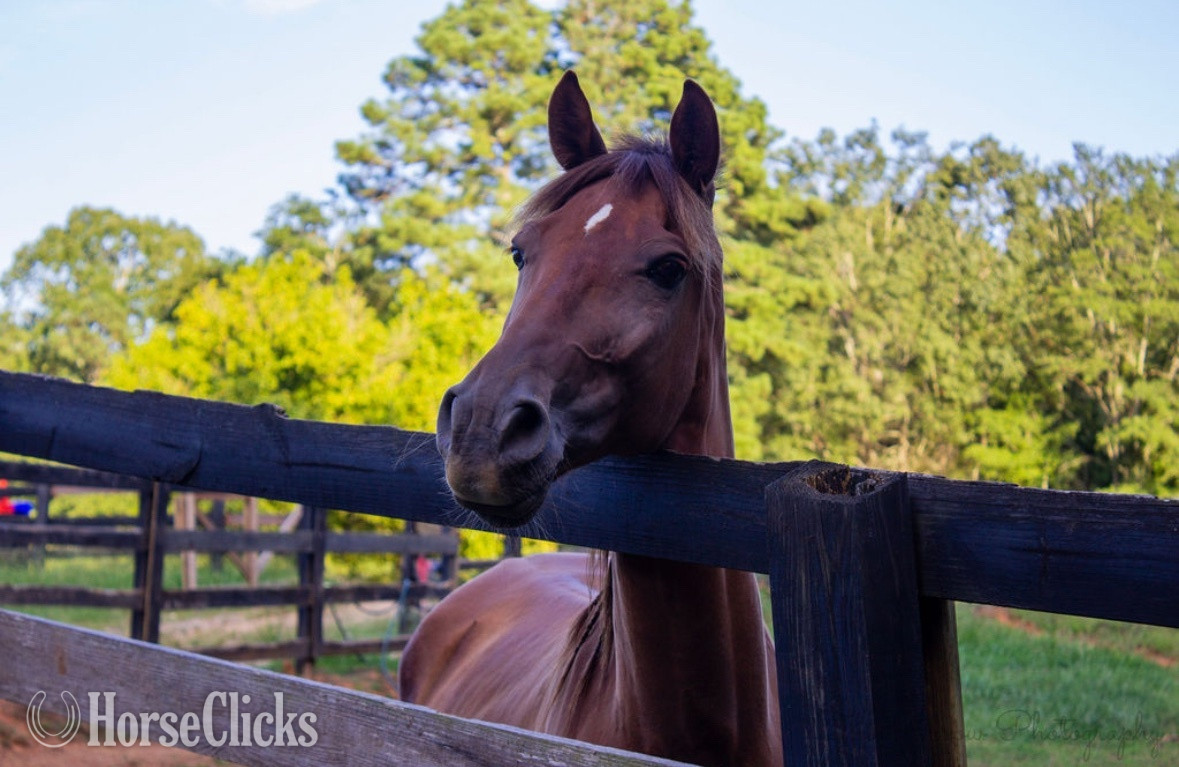 "J Cru" Sorrel Gelding Tennessee Walker Georgia
