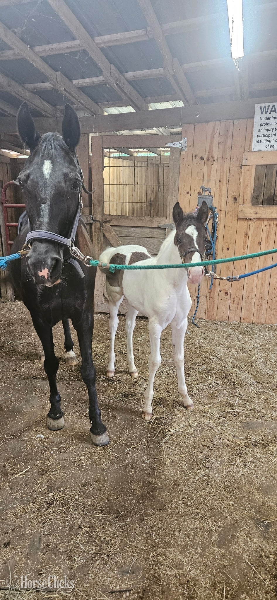 "Mayor Who" Black Colt Tennessee Walker in Indiana