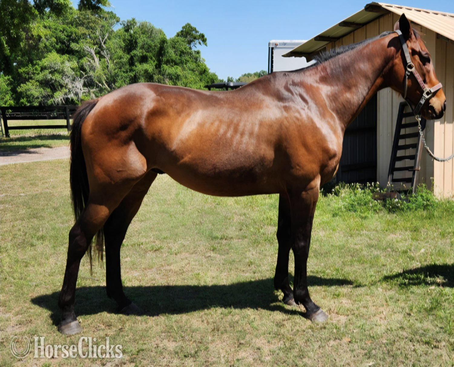 "Inchydoney Beach " Bay Gelding Thoroughbred in Florida