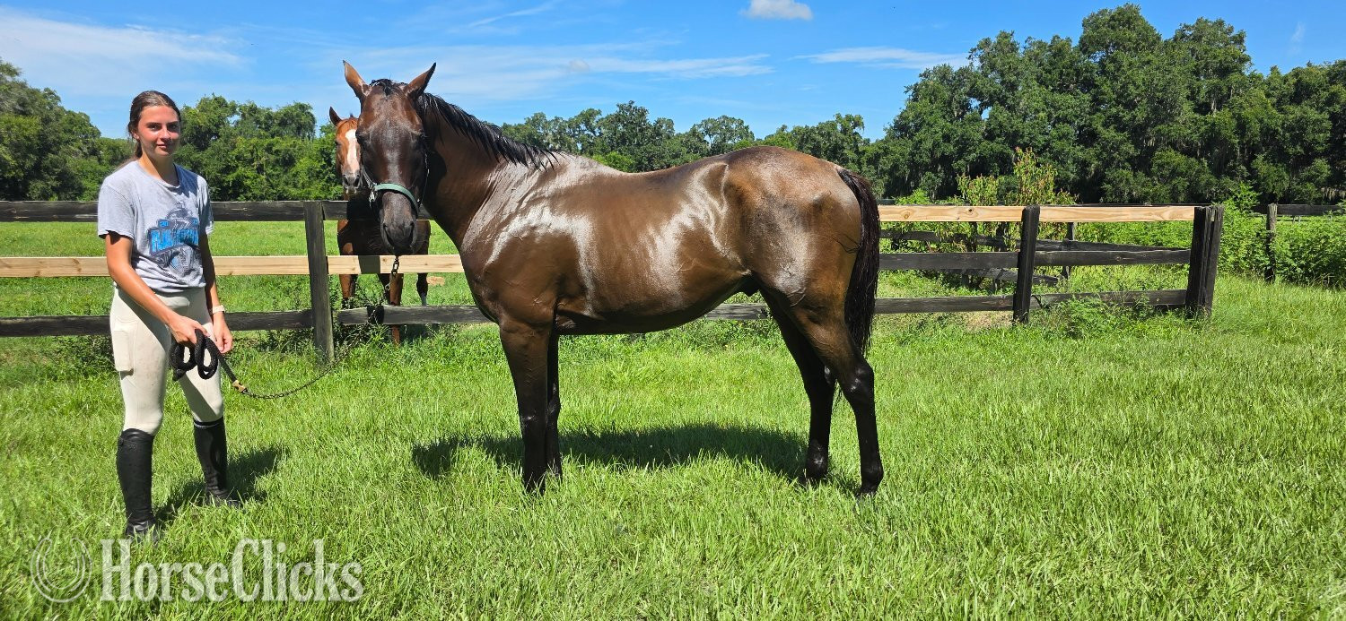 "Inchydoney Beach " Bay Gelding Thoroughbred