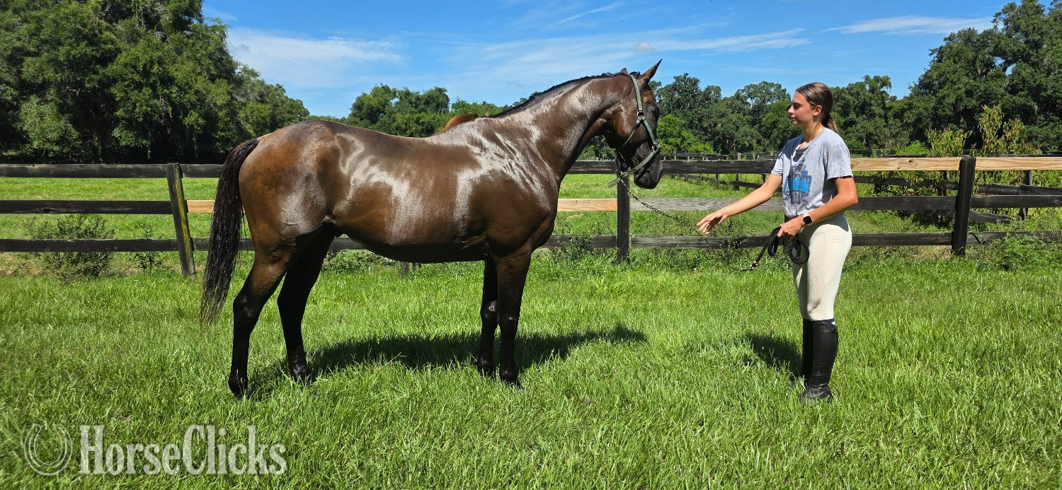 Florida "Inchydoney Beach " Bay Gelding Thoroughbred
