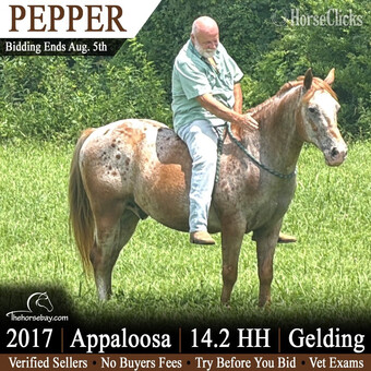 "Pepper" Sorrel Gelding Appaloosa