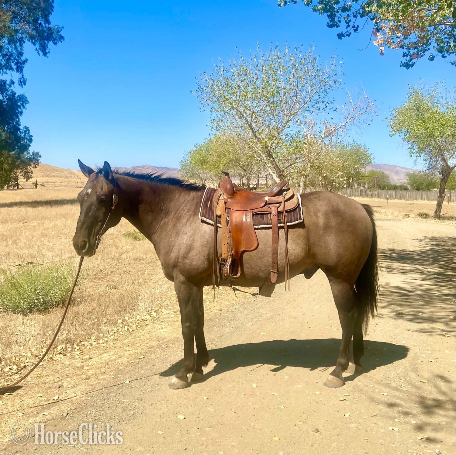 California "SMOKEY DUNIT RIGHT" Grullo Gelding Quarter Horse
