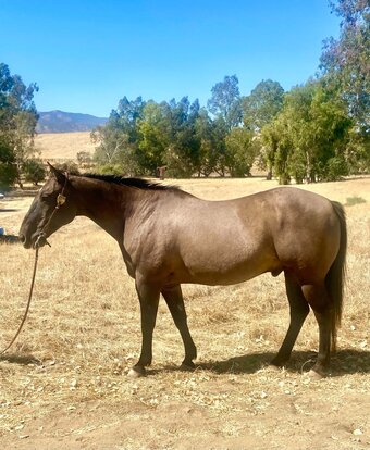 "SMOKEY DUNIT RIGHT" Grullo Gelding Quarter Horse