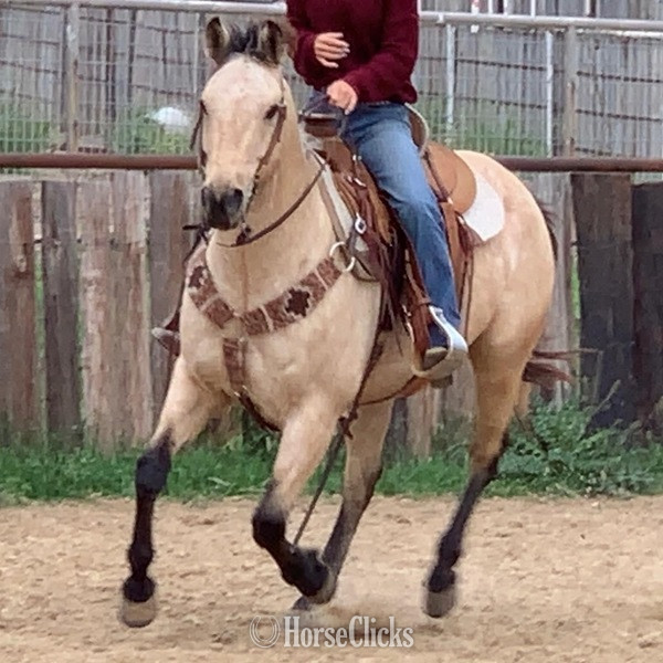 "Cooper" Buckskin Gelding Quarter Horse