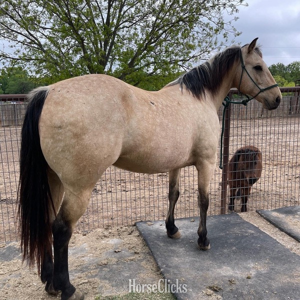 "Cooper" Buckskin Gelding Quarter Horse in Texas