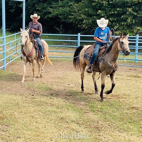 Texas "Cooper" Buckskin Gelding Quarter Horse