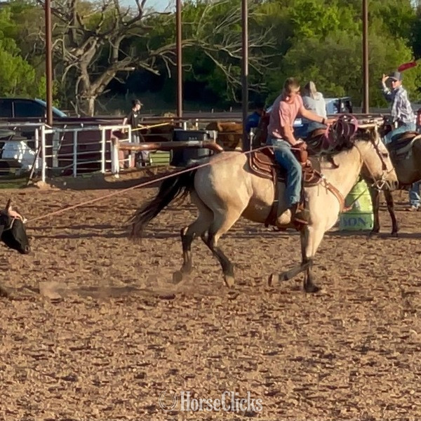 "Cooper" Buckskin Gelding Quarter Horse - Quarter Horse in Texas