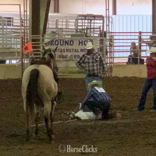 "Cooper" Buckskin Gelding Quarter Horse Texas