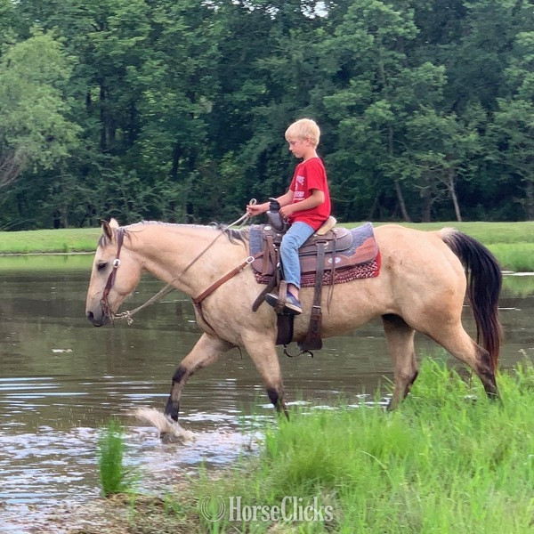 Quarter Horse - "Cooper" Buckskin Gelding Quarter Horse in Texas