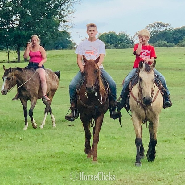 Quarter Horse - "Cooper" Buckskin Gelding Quarter Horse