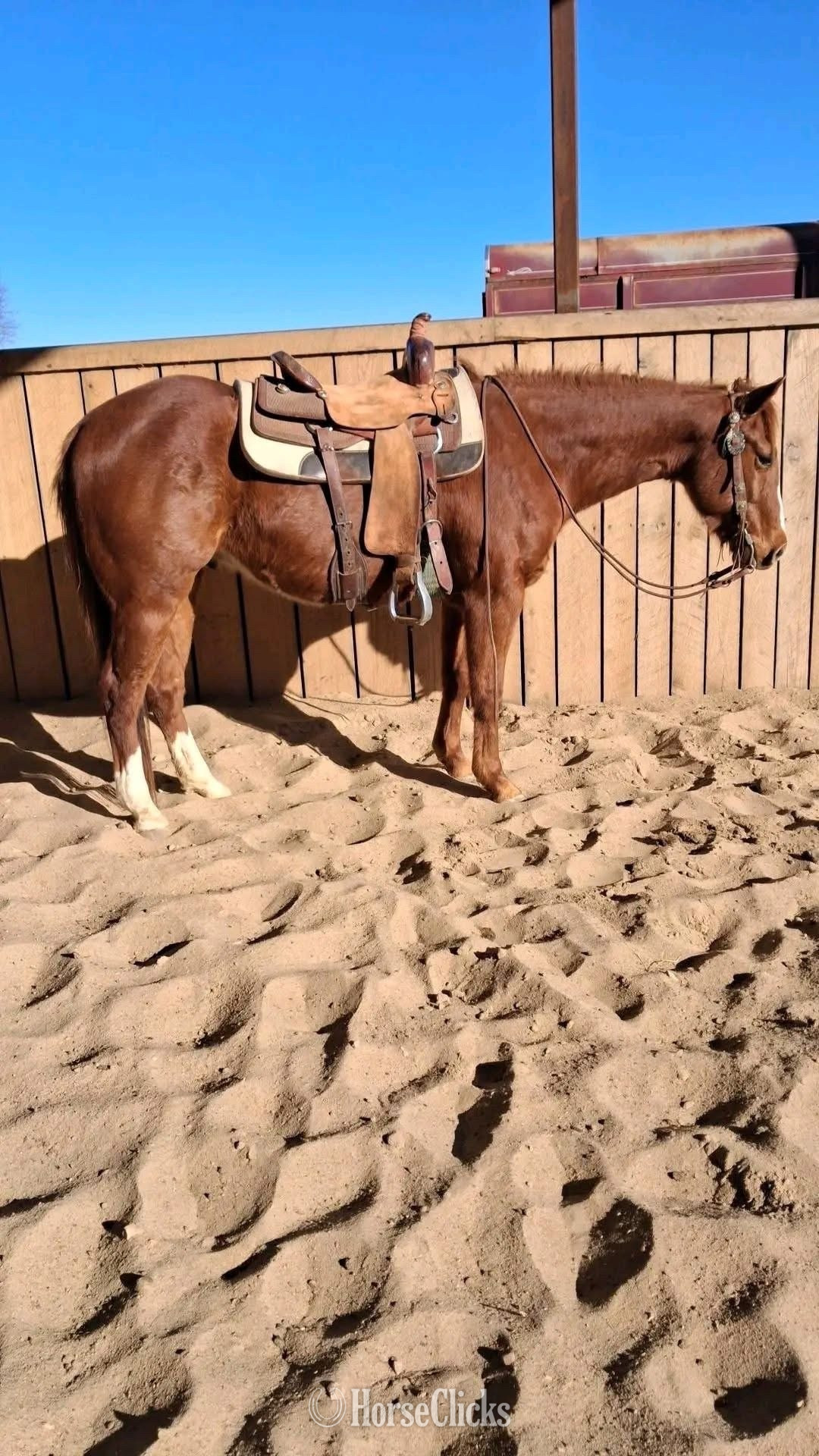 "Rage " Brown Gelding Quarter Horse