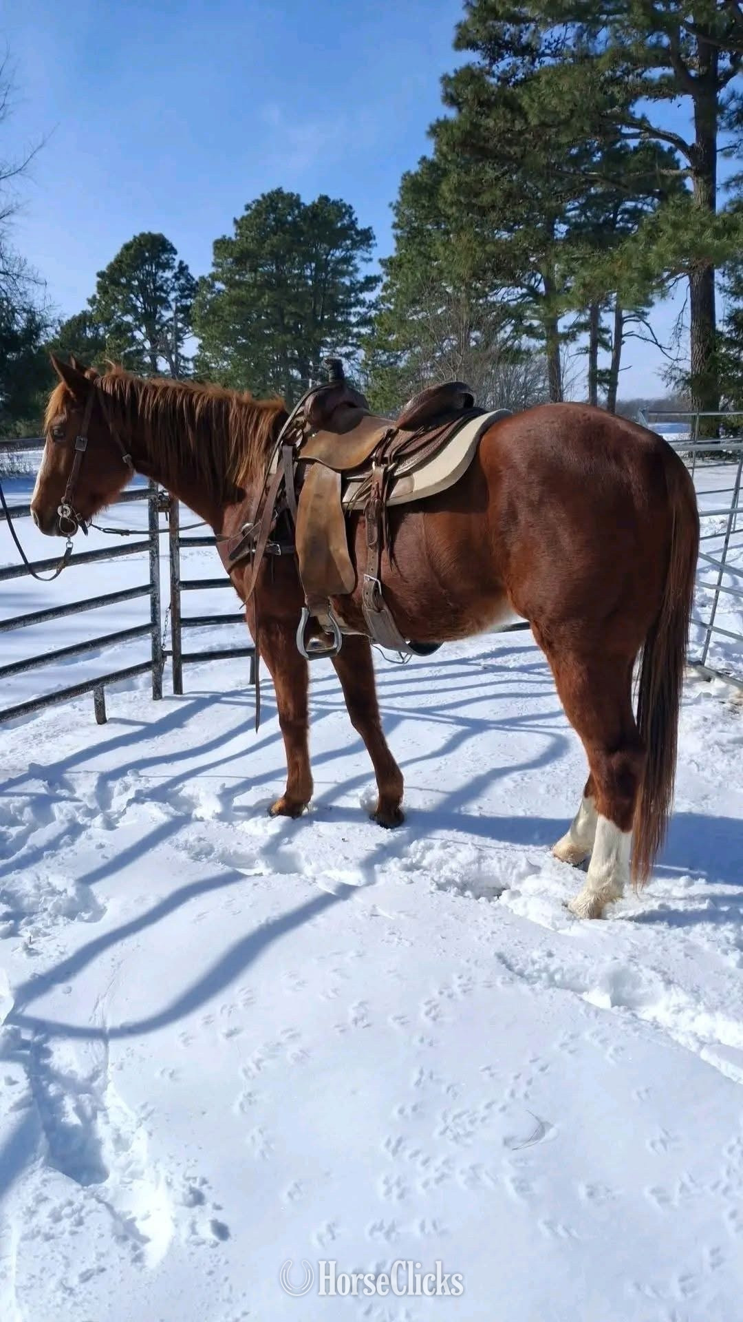 California "Rage " Brown Gelding Quarter Horse