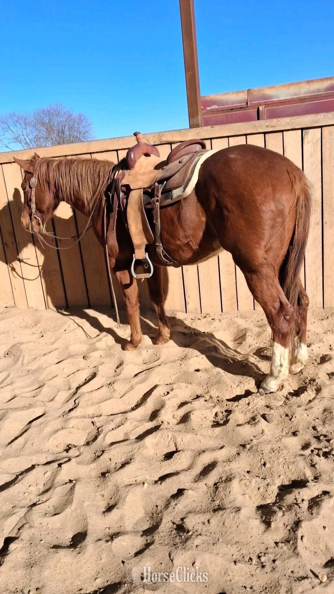 "Rage " Brown Gelding Quarter Horse - Quarter Horse in California
