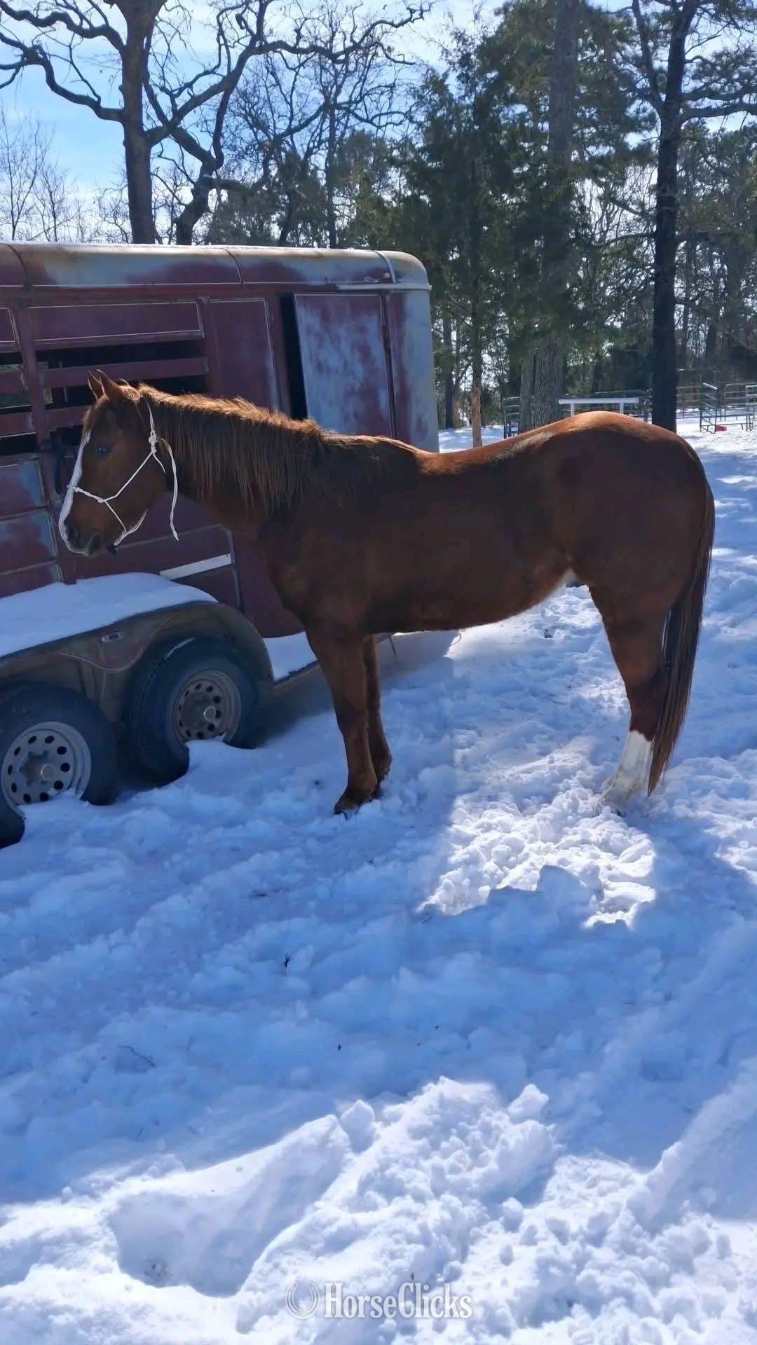 "Rage " Brown Gelding Quarter Horse - Quarter Horse