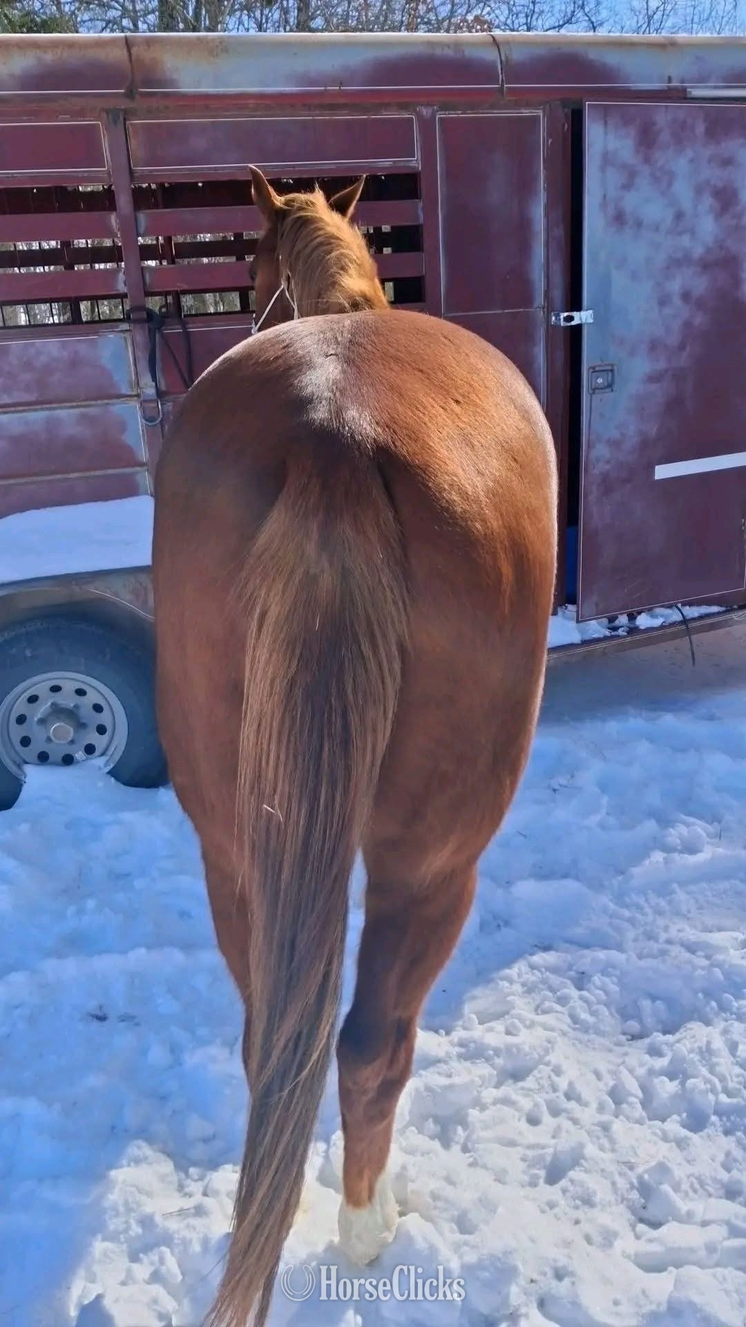 "Rage " Brown Gelding Quarter Horse California