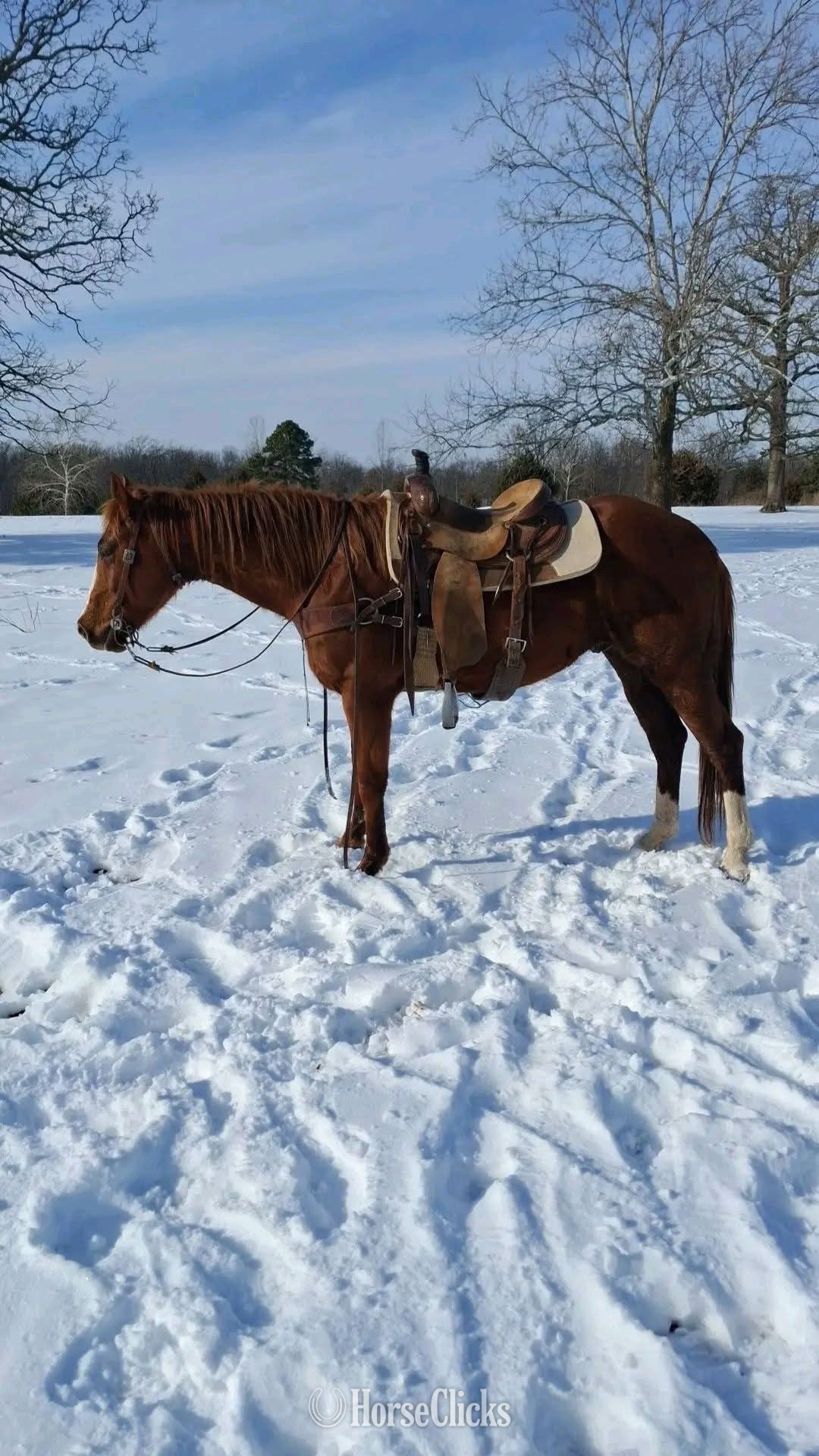 Quarter Horse - "Rage " Brown Gelding Quarter Horse in California