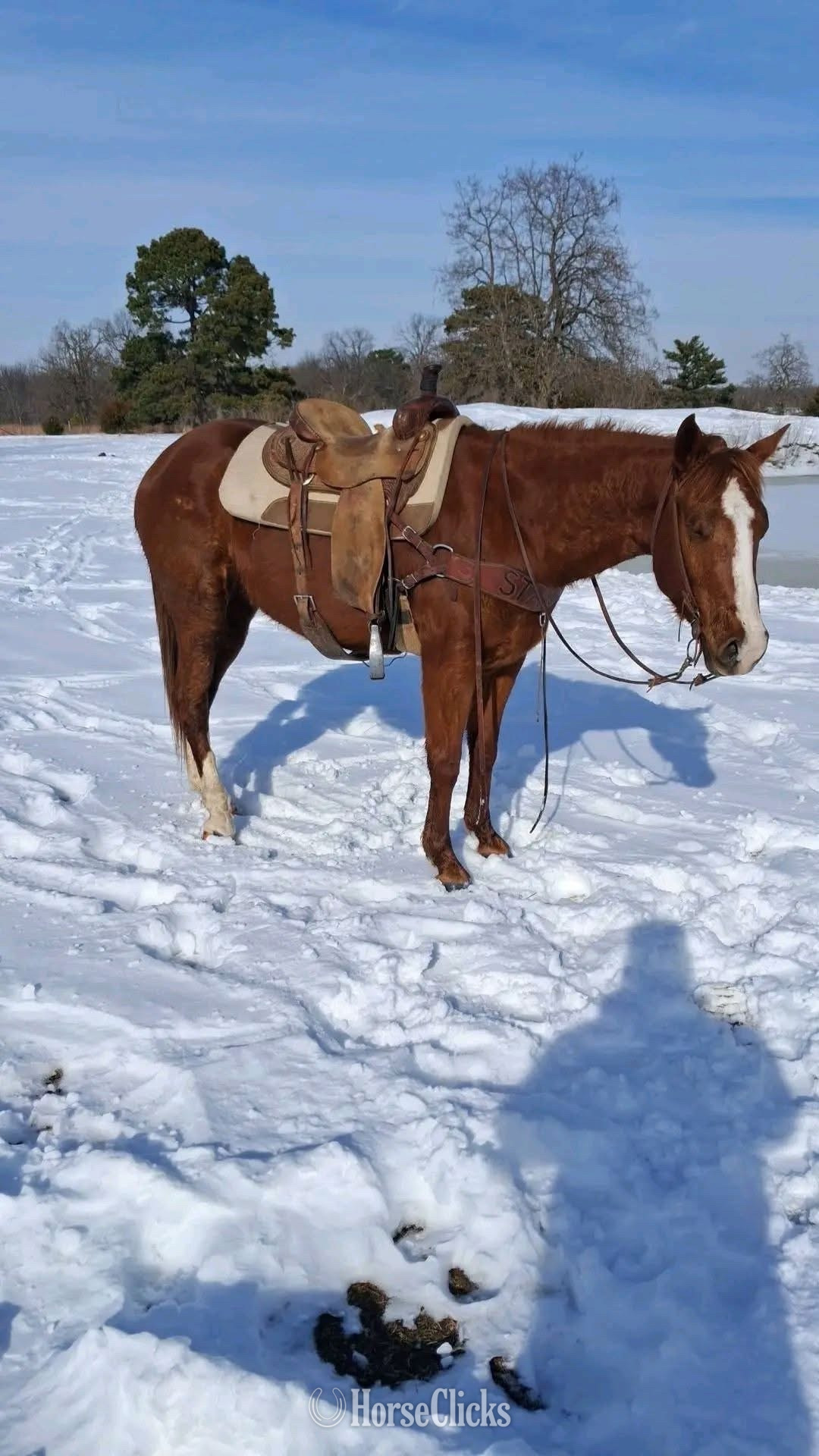 Quarter Horse - "Rage " Brown Gelding Quarter Horse