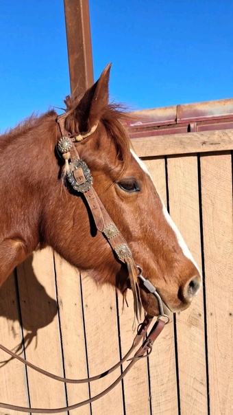"Rage " Brown Gelding Quarter Horse