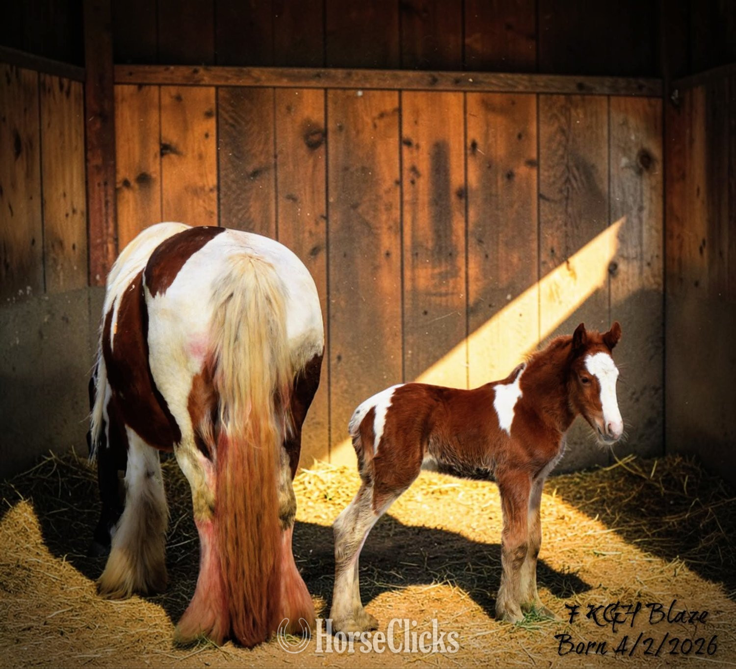 "FKGH Red Hot Blaze" - "White and " Chestnut Colt Gypsy Vanner Utah