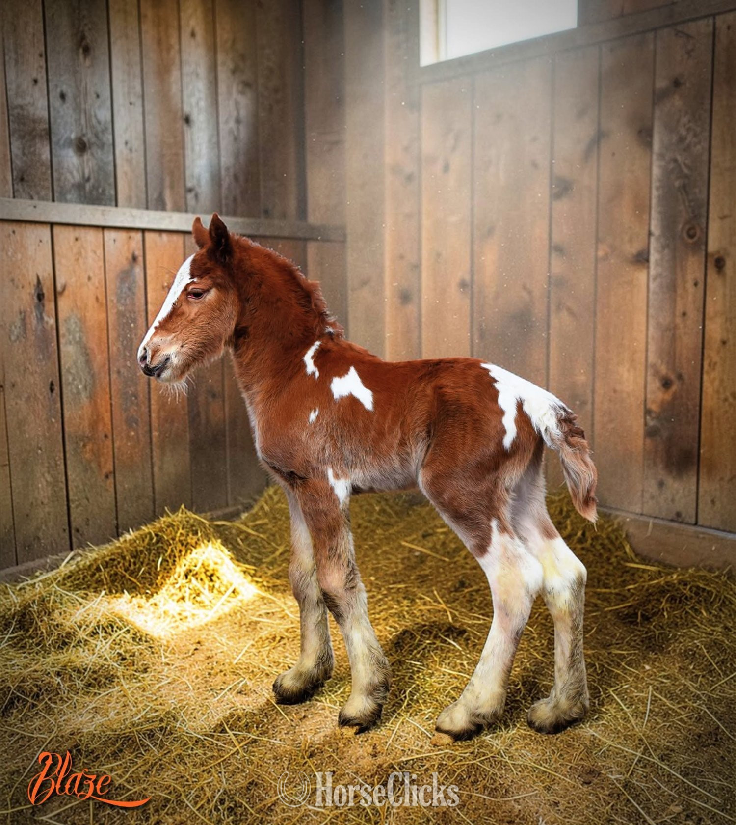 Gypsy Vanner - "FKGH Red Hot Blaze" - "White and " Chestnut Colt Gypsy Vanner in Utah