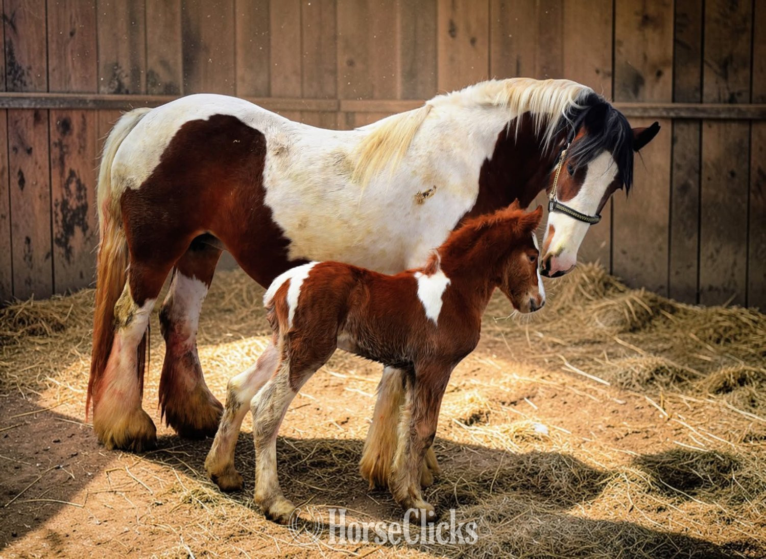 Gypsy Vanner - "FKGH Red Hot Blaze" - "White and " Chestnut Colt Gypsy Vanner