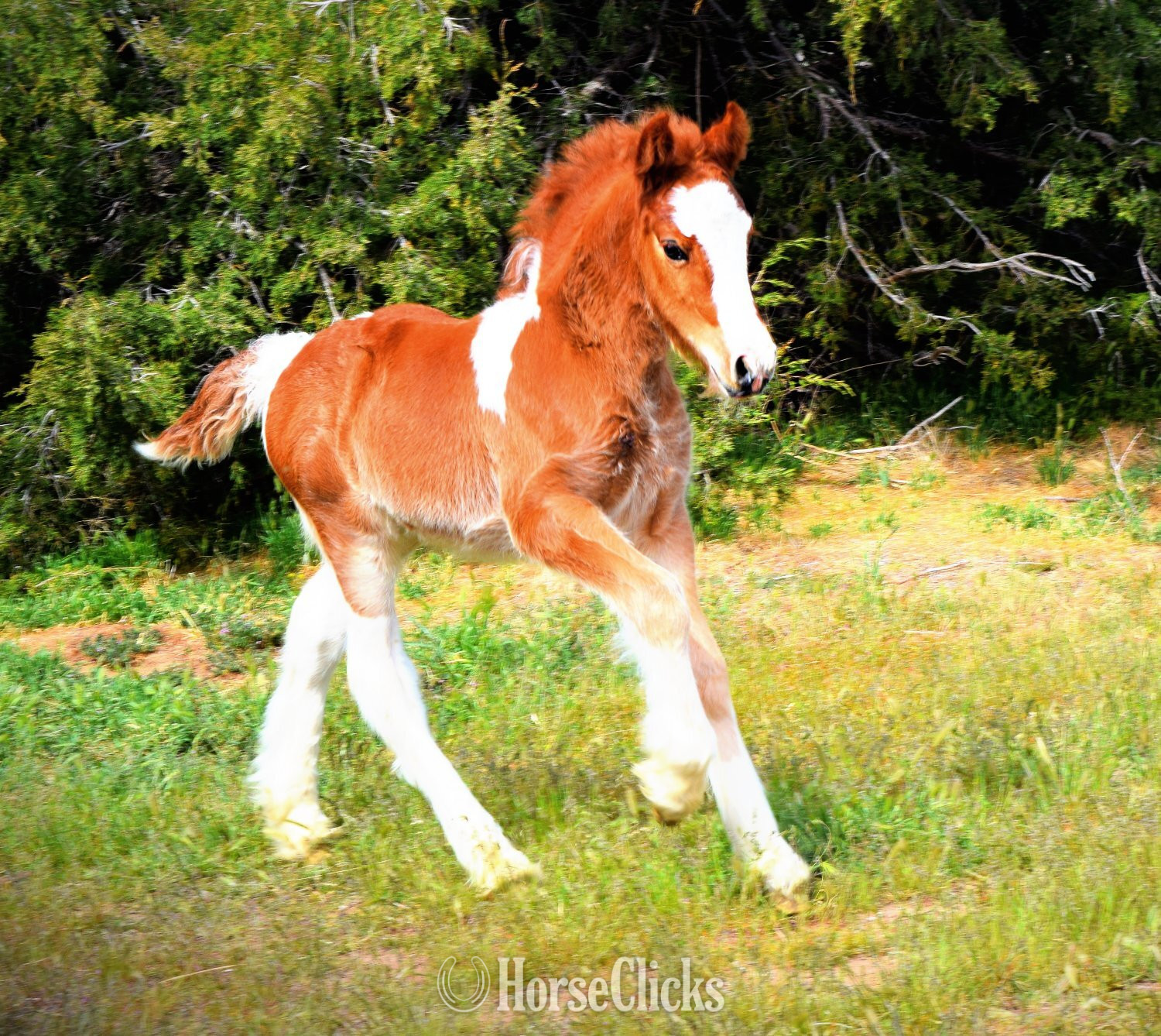 "FKGH Red Hot Blaze" - "White and " Chestnut Colt Gypsy Vanner