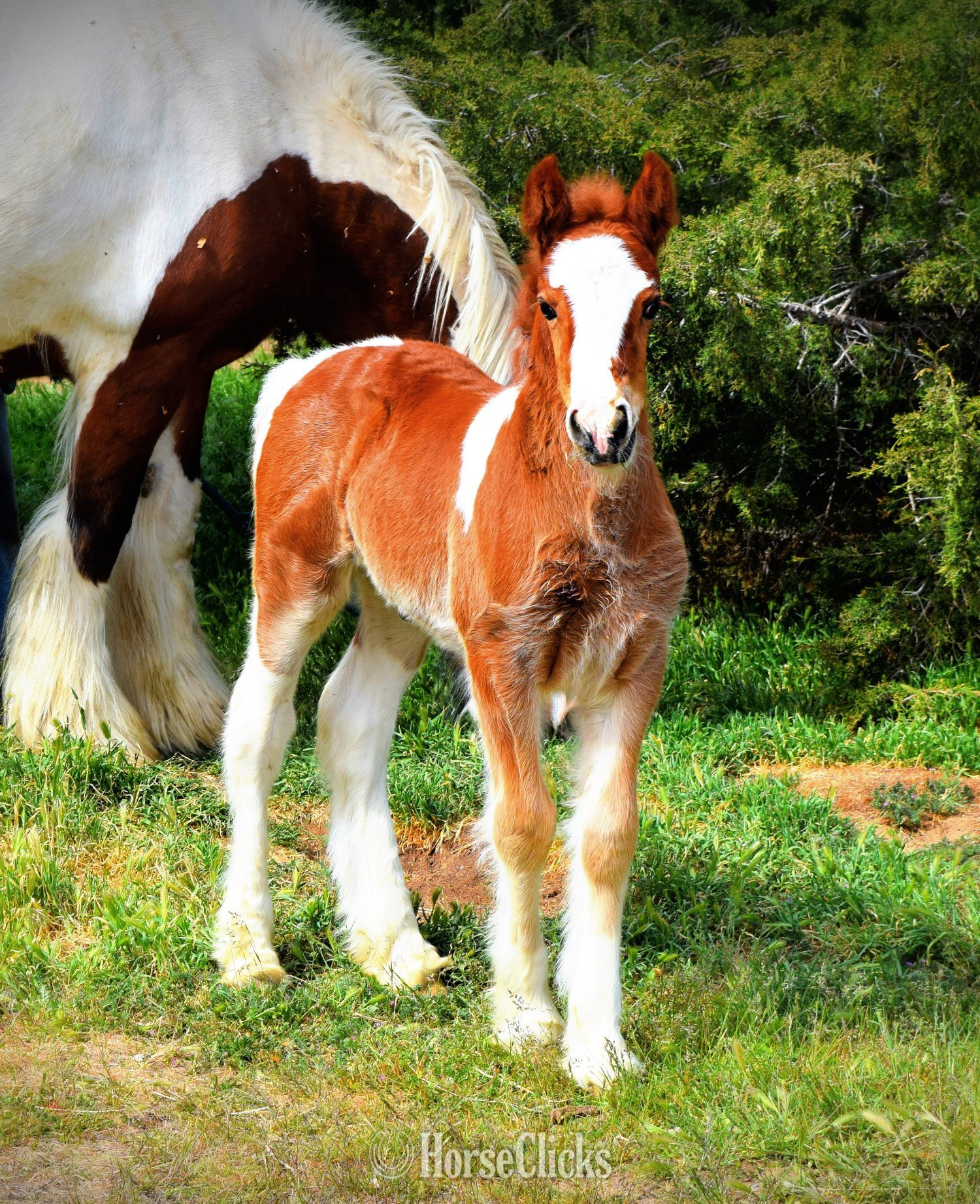 Utah "FKGH Red Hot Blaze" - "White and " Chestnut Colt Gypsy Vanner