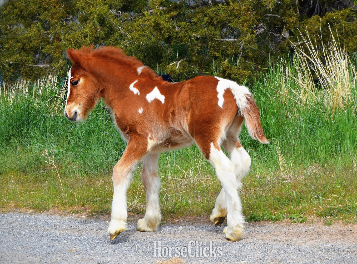 "FKGH Red Hot Blaze" - "White and " Chestnut Colt Gypsy Vanner - Gypsy Vanner in Utah