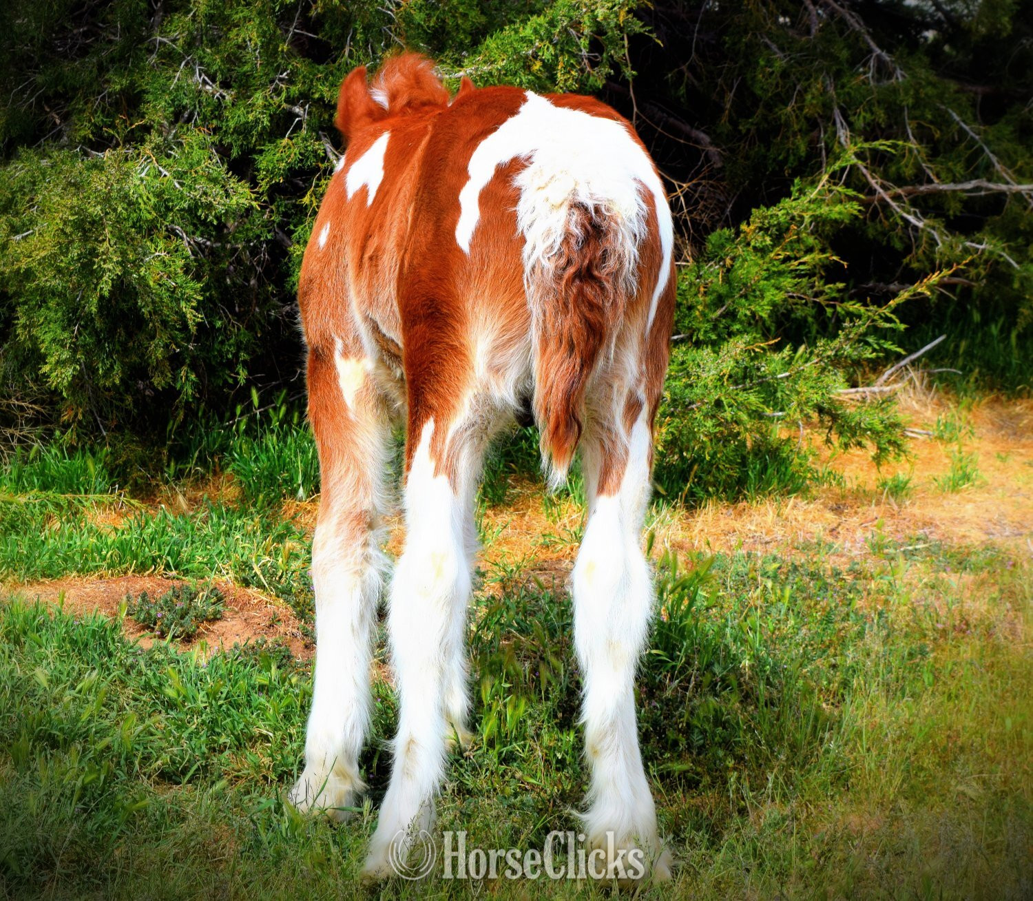 "FKGH Red Hot Blaze" - "White and " Chestnut Colt Gypsy Vanner - Gypsy Vanner