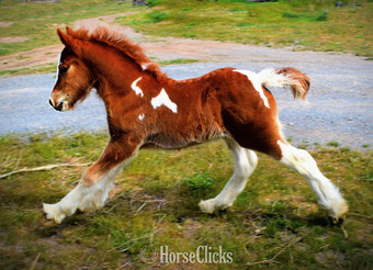 "FKGH Red Hot Blaze" - "White and " Chestnut Colt Gypsy Vanner