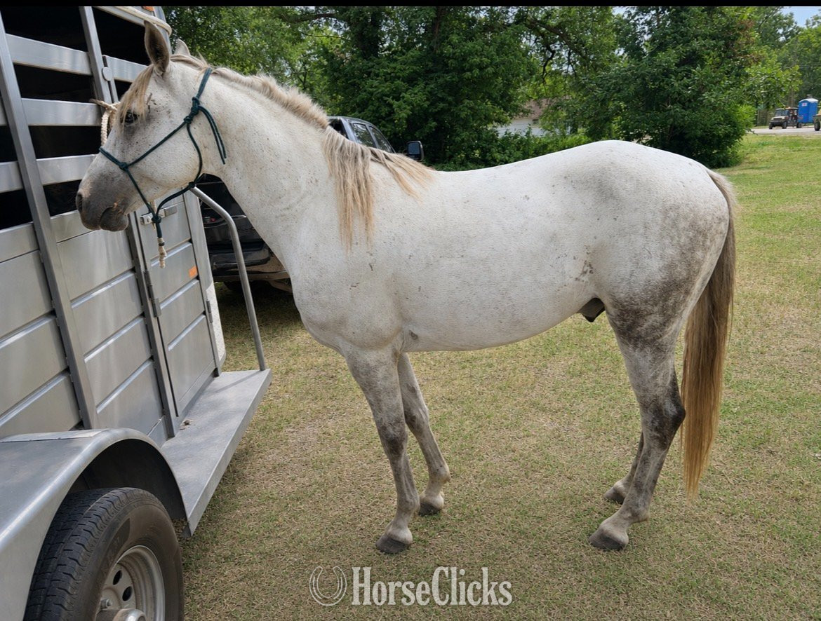 "Smoke" Dappled Gelding Missouri Fox Trotter