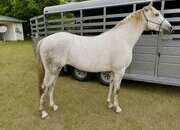 "Smoke" Dappled Gelding Missouri Fox Trotter
